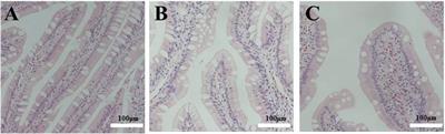 Effects of fermented soybean meal substitution for fish meal on intestinal flora and intestinal health in pearl gentian grouper
